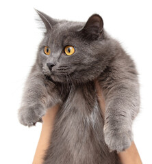 Gray cat in hands isolated on a white background. Close up