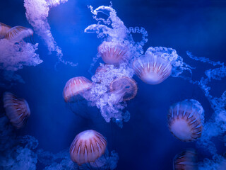 Chrysaora fuscescens, medusas vulgarmente conocidas como ortigas del pacifico,  flotan ingrávidas con lentos movimientos en un acuario