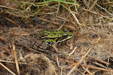 Closeup on the Eurasian marsh frog, Pelophylax ridibundus sitting in dried grass