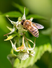 A bee on a raspberry flower. Macro