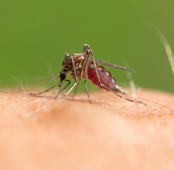 The mosquito sits on human skin and bites.