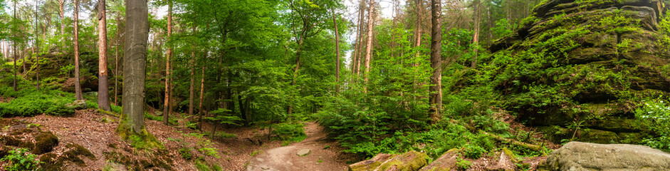 Panoramic view over magical enchanted fairytale forest with moss, lichen and fern at the hiking...