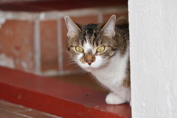 Closeup portrait of a funny colorful domestic cat with big eyes. 