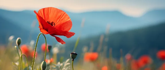 Tuinposter Blooming poppy on blurred field background © Cedar