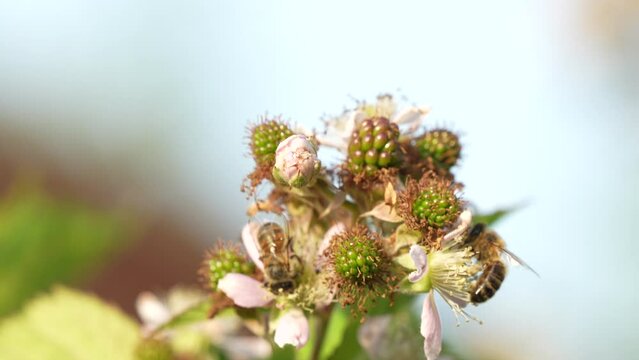 Bees pollinate blackberry flowers with great precision. Macro shot, close to the object - blurred background.
