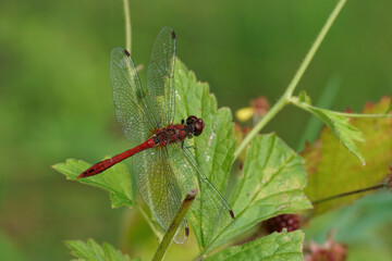 Closeup on a red male Ruddy Darter dragonfly, Sympetrum sanguineum sitting on green leafs