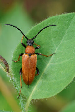Closeup on the Red-brown Longhorn Beetle, Stictoleptura rubra sitting on a green leaf