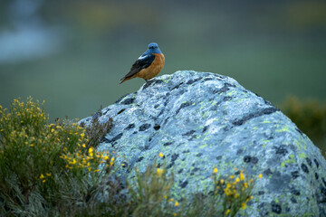 Male Rufous-tailed rock thrush in his breeding territory in a high mountain area with the first light of dawn on a spring day