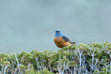 Male Rufous-tailed rock thrush in his breeding territory in a high mountain area with the first light of dawn on a spring day