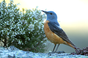 Male Rufous-tailed rock thrush in his breeding territory in a high mountain area with the first light of dawn on a spring day