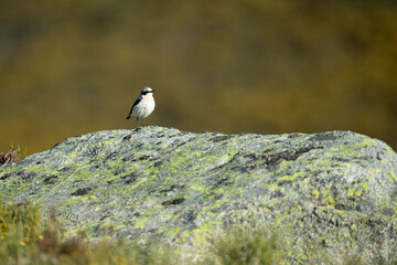 Northern wheatear male in his breeding territory in a high mountain area with the first light of dawn on a spring day