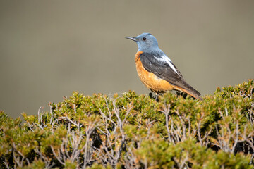 Male Rufous-tailed rock thrush in his breeding territory in a high mountain area with the first light of dawn on a spring day