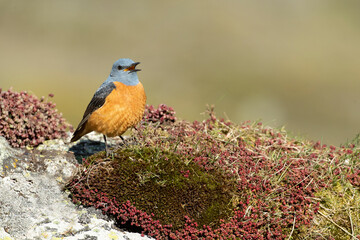 Male Rufous-tailed rock thrush in his breeding territory in a high mountain area with the first light of dawn on a spring day