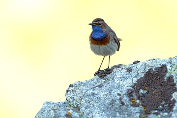 Bluethroat male in a high mountain area before sunrise on a rock in his breeding territory