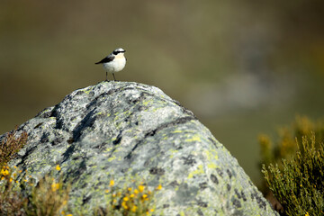 Northern wheatear male in his breeding territory in a high mountain area with the first light of dawn on a spring day