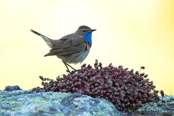 Obraz premium Bluethroat male in a high mountain area before sunrise on a rock in his breeding territory