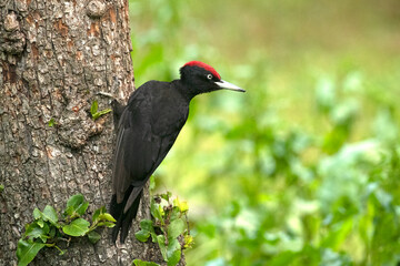 Adult male Black woodpecker in an apple tree with the first light of dawn in a forest of fruit and oak trees