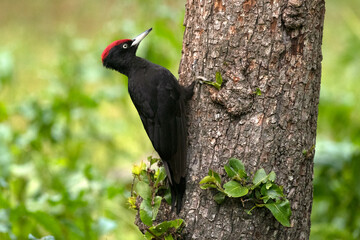 Adult male Black woodpecker in an apple tree with the first light of dawn in a forest of fruit and oak trees