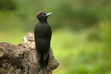 Adult female Black woodpecker looking for larvae inside a forest of oak and fruit trees with the first light of day