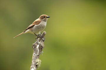 Red-backed shrike female at first light in her breeding territory in a forest of oaks and thorny bushes