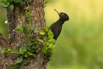 Adult female Black woodpecker looking for larvae inside a forest of oak and fruit trees with the first light of day