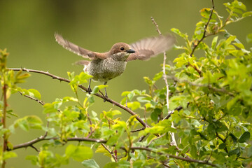 Red-backed shrike female in her breeding territory in the late afternoon light of a rainy spring day