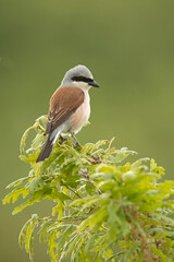 Red-backed shrike female in her breeding territory in the late afternoon light of a rainy spring day