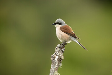 Obraz premium Red-backed shrike male on one of his perches in his breeding territory at first light on a spring day in a forest of oaks and hawthorns