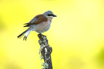 Red-backed shrike female in her breeding territory in the late afternoon light of a rainy spring day