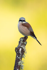 Red-backed shrike female in her breeding territory in the late afternoon light of a rainy spring day