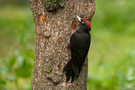 Adult male Black woodpecker in an apple tree with the first light of dawn in a forest of fruit and oak trees