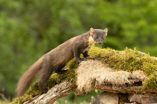 Pine marten inside a forest of fir and oak trees, with the last light of a very rainy day