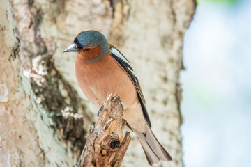 Common chaffinch, Fringilla coelebs, sits on a tree. Common chaffinch in wildlife.