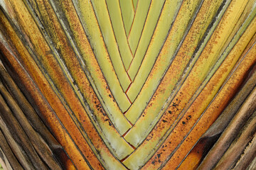 green palm leaf with line texture, natural background