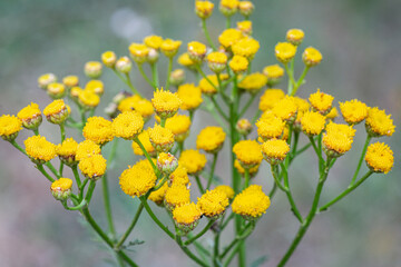 Tanacetum vulgare. Yellow inflorescences of tansy weed.