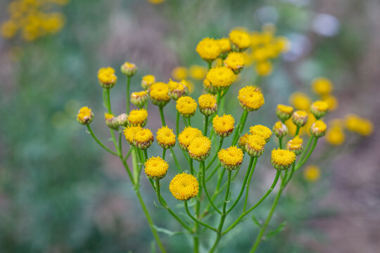 Tanacetum vulgare. Tansy weed yellow flowers.