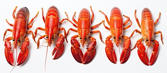Photo of a group of vibrant red lobsters arranged neatly on a clean white surface with copy space