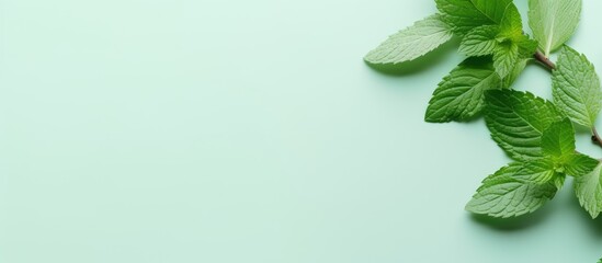 Photo of fresh mint leaves on a vibrant green background with plenty of space for text or design elements with copy space
