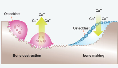 Bone Biology. Role of RANK, RANKL, and OPG. remodeling. Bone is broken down by osteoclasts, and rebuilt by osteoblasts. Receptor activator of RANKL is the mediator of bone resorption - obrazy, fototapety, plakaty