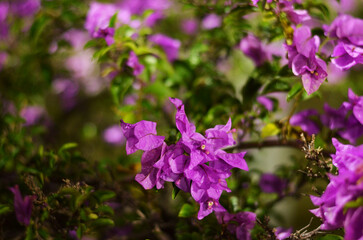 Purple flowers