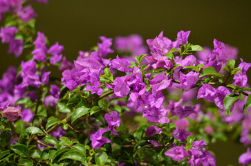 Purple flowers