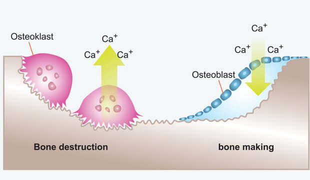 Bone Biology. Role of RANK, RANKL, and OPG. remodeling. Bone is broken down by osteoclasts, and rebuilt by osteoblasts. Receptor activator of RANKL is the mediator of bone resorption