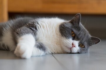 British shorthair cat lying on the floor