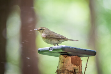 Common chiffchaff, lat. phylloscopus collybita, sitting on branch of bush in spring and looking for food