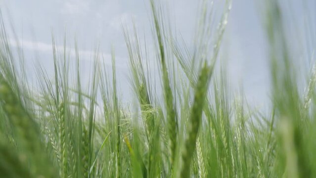Weizenpflanze im Wind