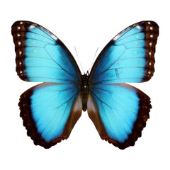 Obraz na płótnie Canvas beautiful butterfly isolated on white, transparent background, PNG