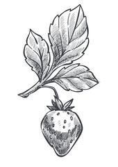 Strawberry plant with ripe berry, plant sketch