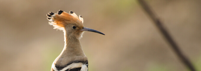 Hoopoe on the soft light ( Upupa epops ). Cute bird on the forest.