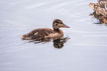 Cute little duckling swimming alone in a lake or river with calm water