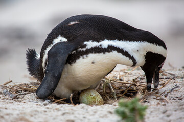 Father penguin hatches an egg on the nest 